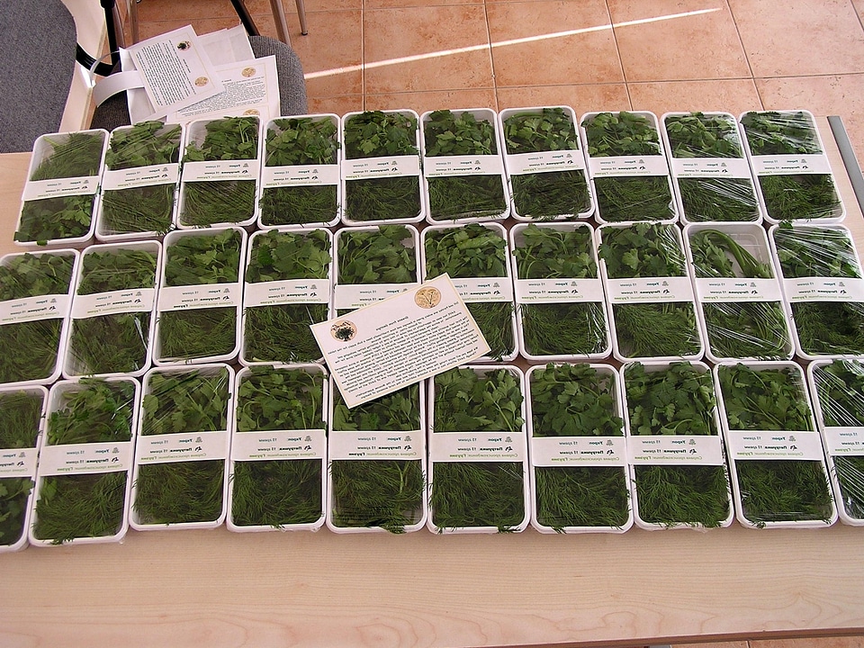 Export grass plants produce