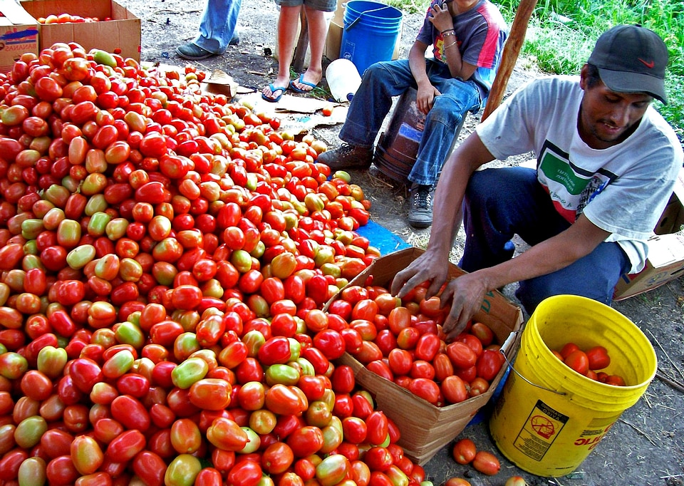 Assist diversification economic growth
