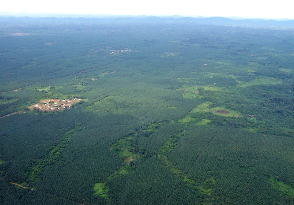Perspective plantation rubber