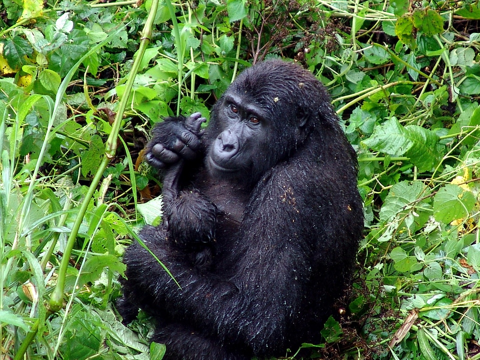Forest gorilla jungle