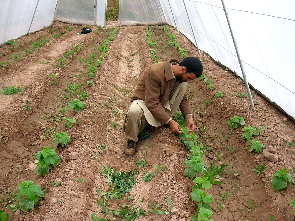 Afghanistan produce round