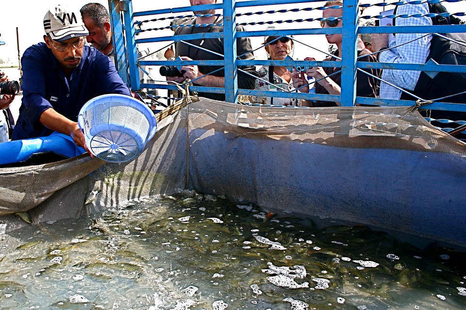 Farm fish fish farm