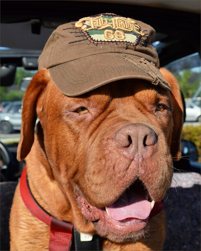 Bordeaux dog canine domestic