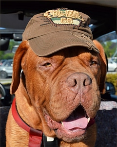 Bordeaux dog canine domestic