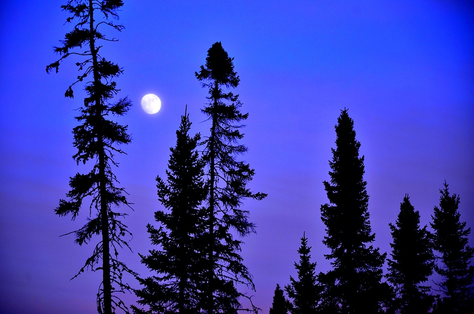 Blue contrast nature