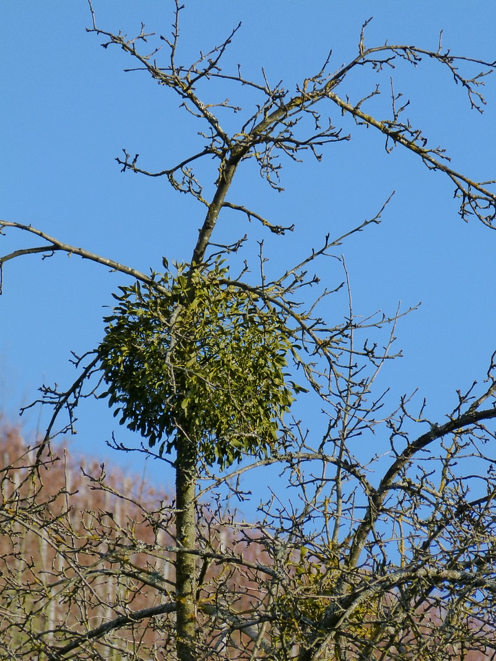 Parasite tree tree plant