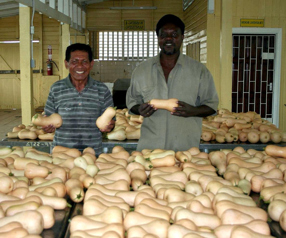 Breast Cucurbita moschata export