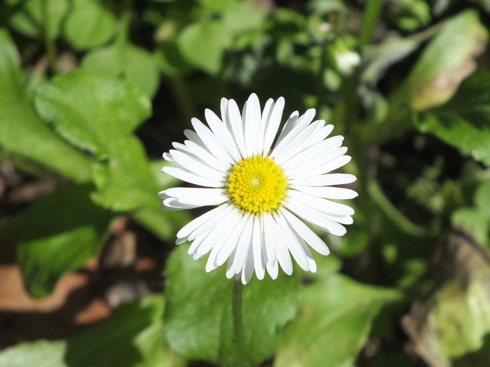Daisies nature spring