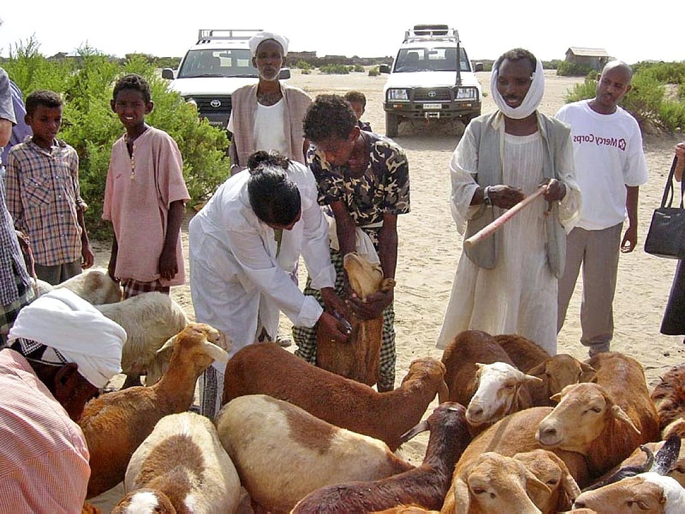 Animal care cattle
