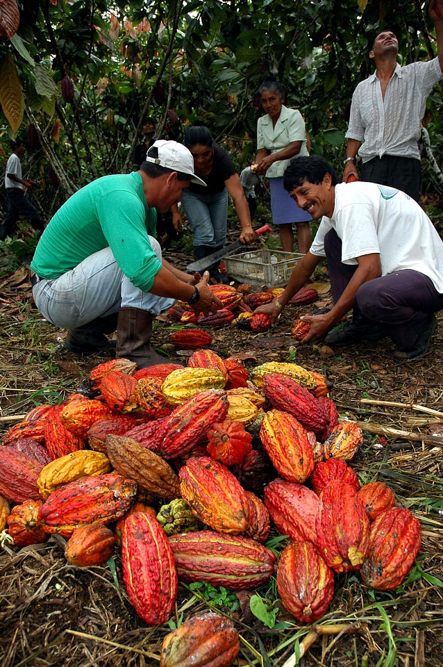 Amazon beans cocoa