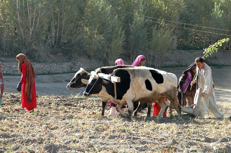 Afghanistan agriculture farm