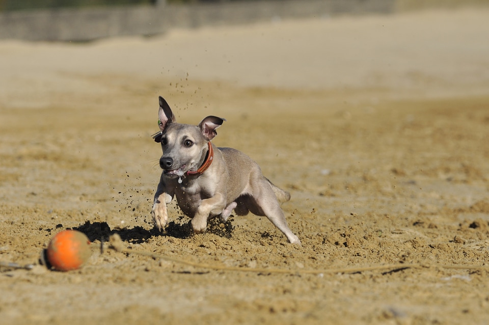 Greyhounds animal greyhound