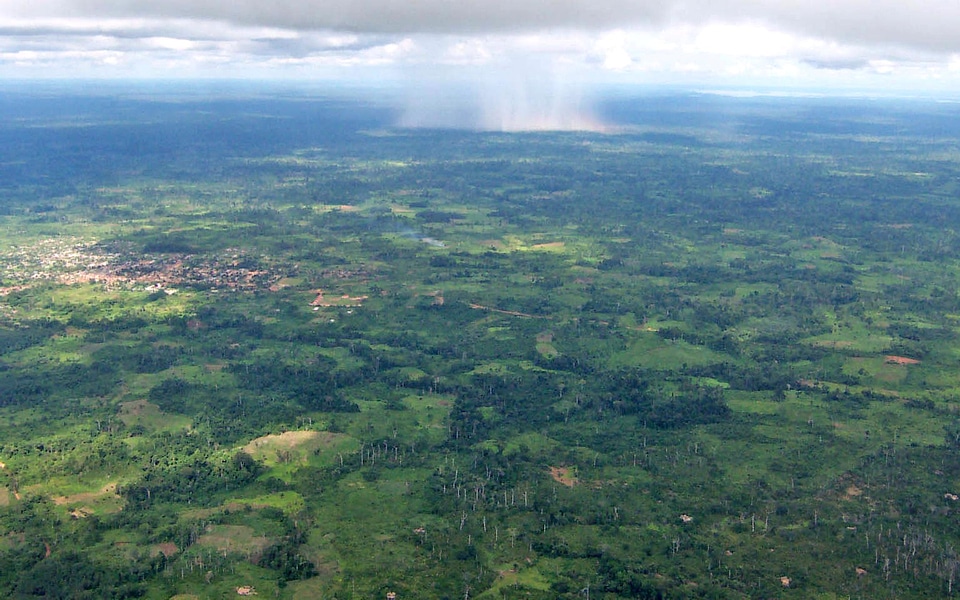 Distance forest rain