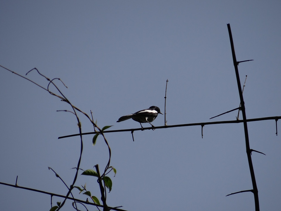 Karnataka india fly
