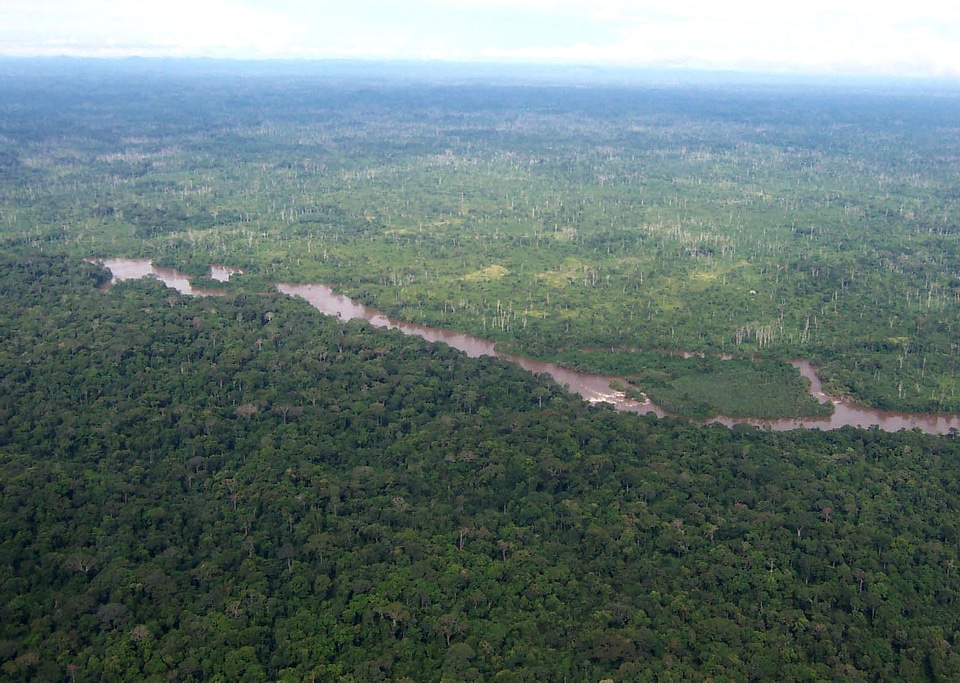 African forest greenery