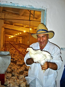 Chickens degree health