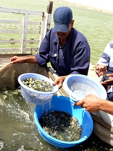 Farm fish fish farm