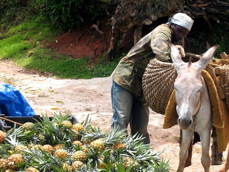 Crop farmer pineapple