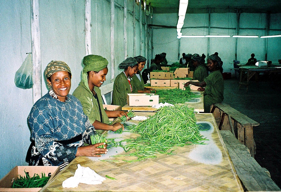 Beans Europe export