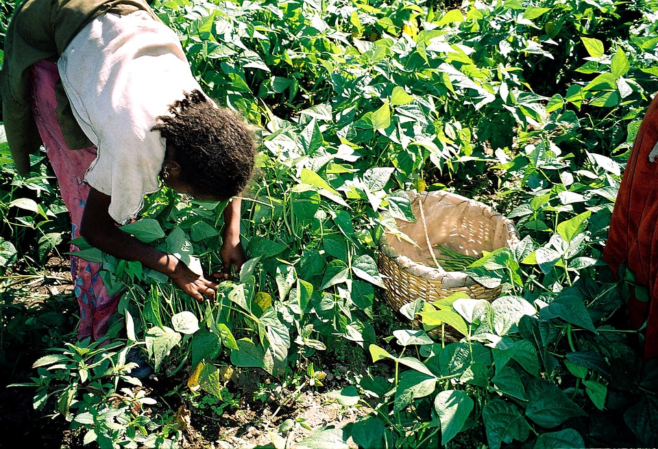 Backup beans Ethiopia