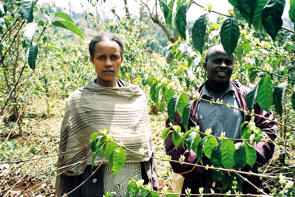 Fruit orchard trees