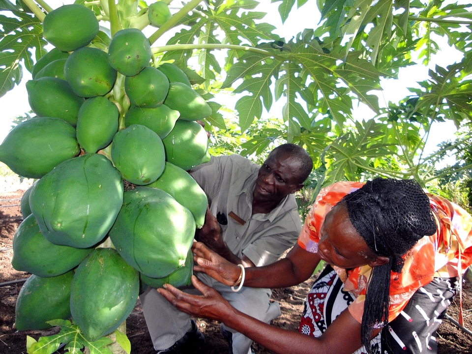 Africa agriculture farming