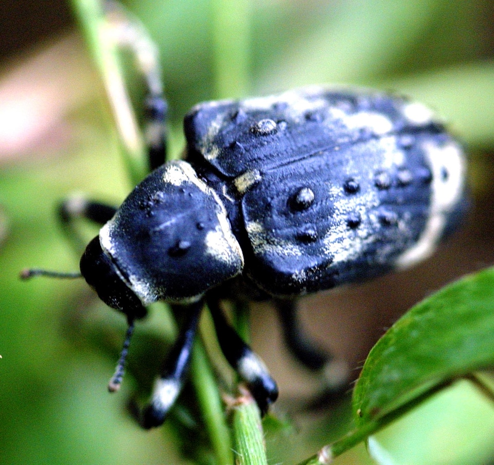 Administration beetle biodiversity