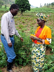 Crops evening farmer