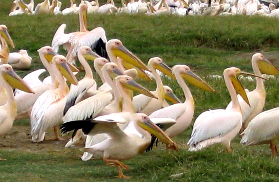 Africa earth flock