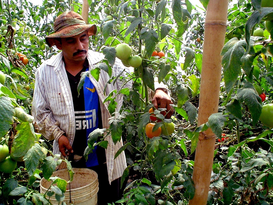 Crop farmer greenhouse