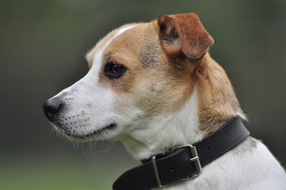 Terrier pet jack russel