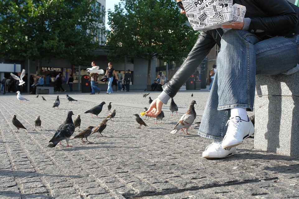 Feeding birds pigeons french fries
