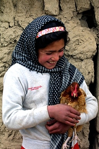 Chickens collecting female