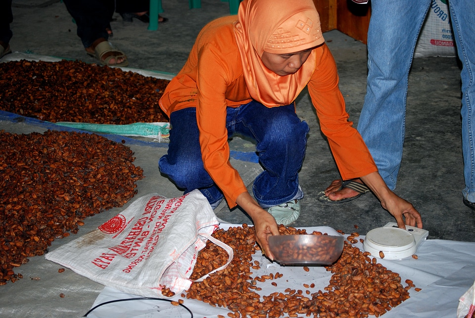Beans cocoa commerce