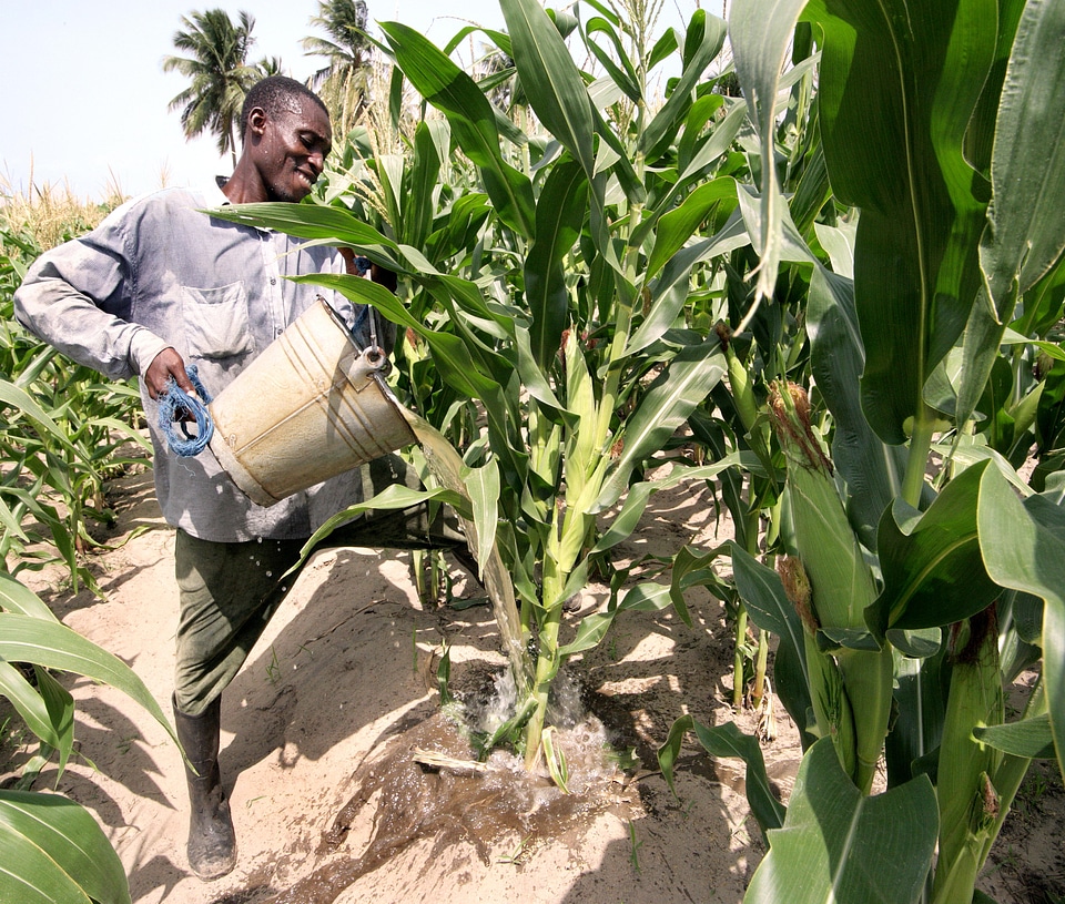 Corn crops dry season