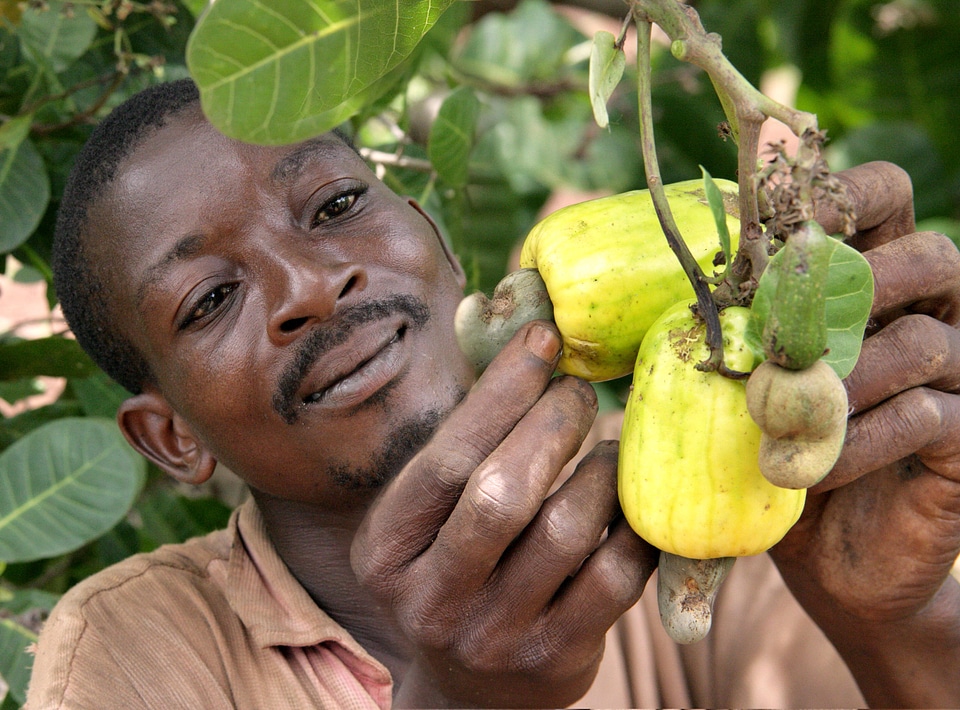 Anacardium Occidentale face farmer