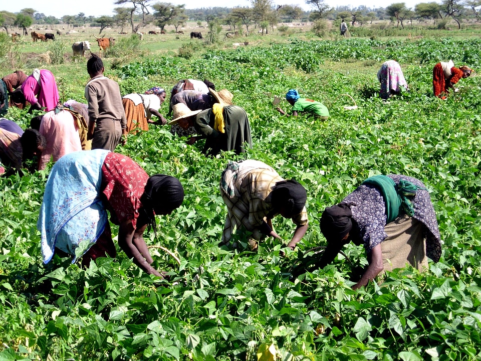 Ethiopia farmer workers