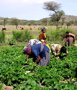 Beans bearing Ethiopia