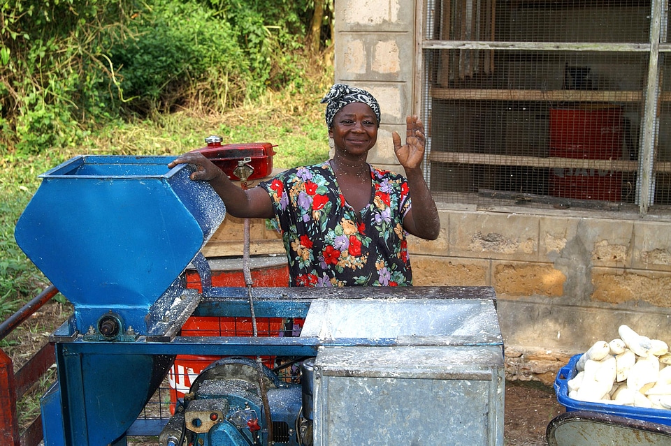 Cassava root turning