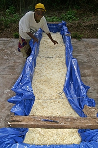 Cassava  