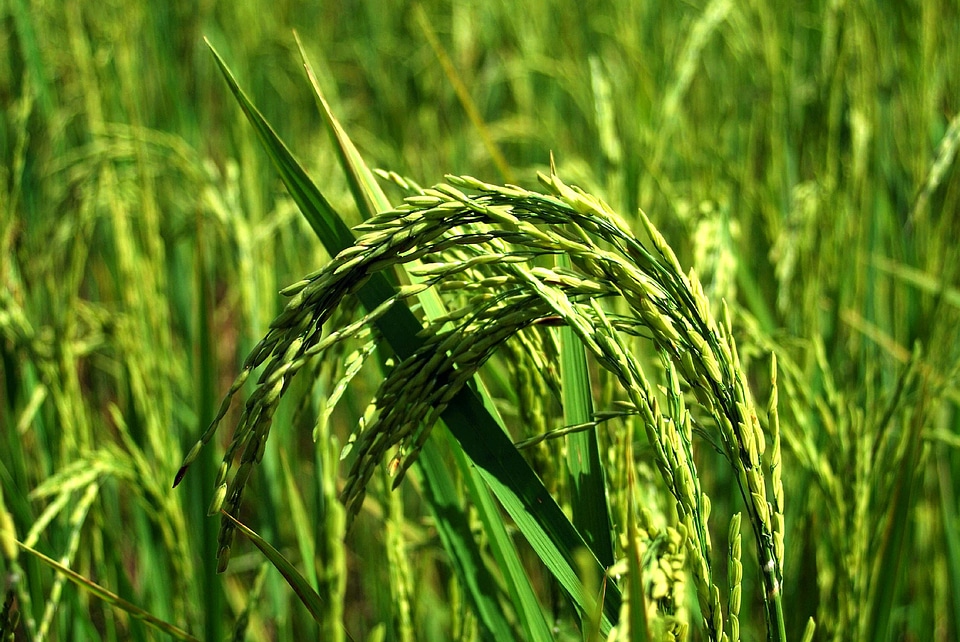 Beautiful Photo farm farming