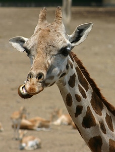 Chewing head animals