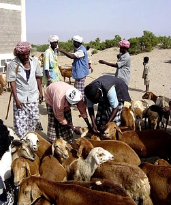 Array assist bovine