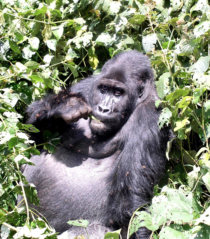 Gorilla mountain mountain gorilla