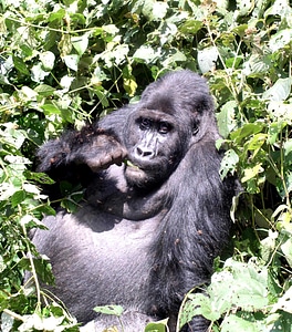 Gorilla mountain mountain gorilla