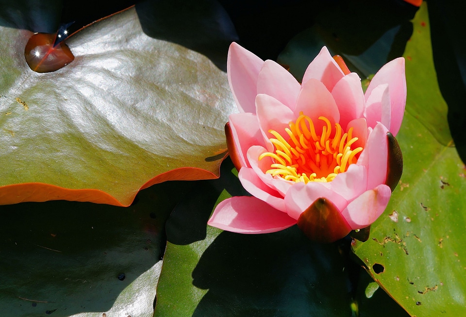 Aquatic plant pink tender