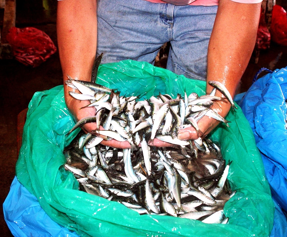 Angler capture fisherman