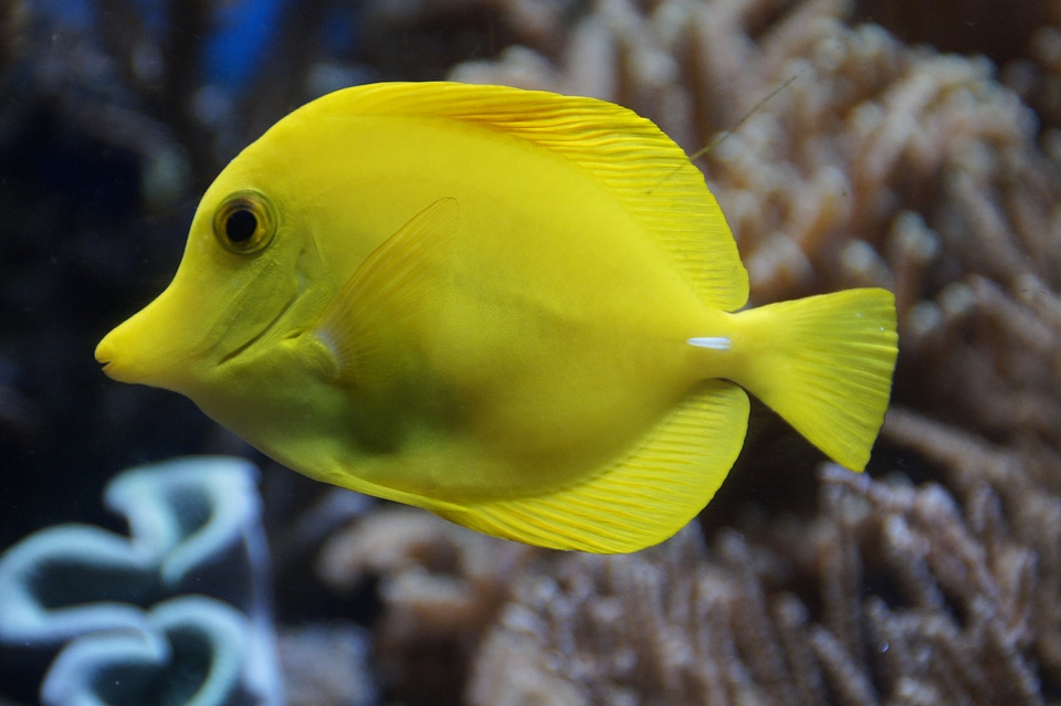 Aquarium swim underwater