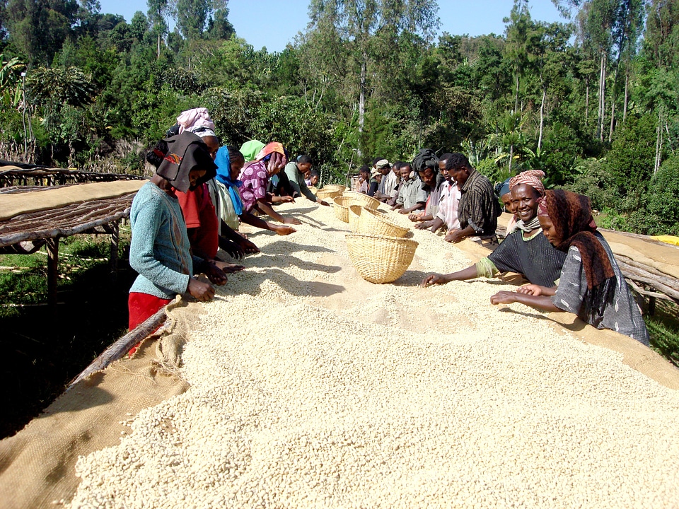 Africa bear workers