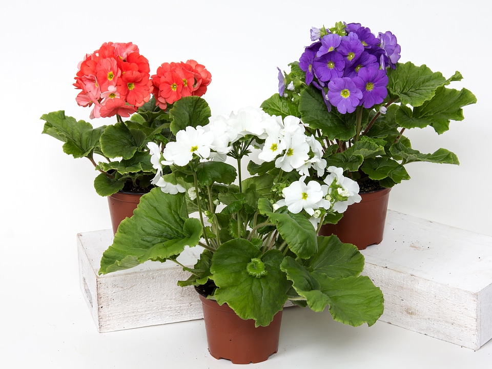 Houseplant red ornamental plant